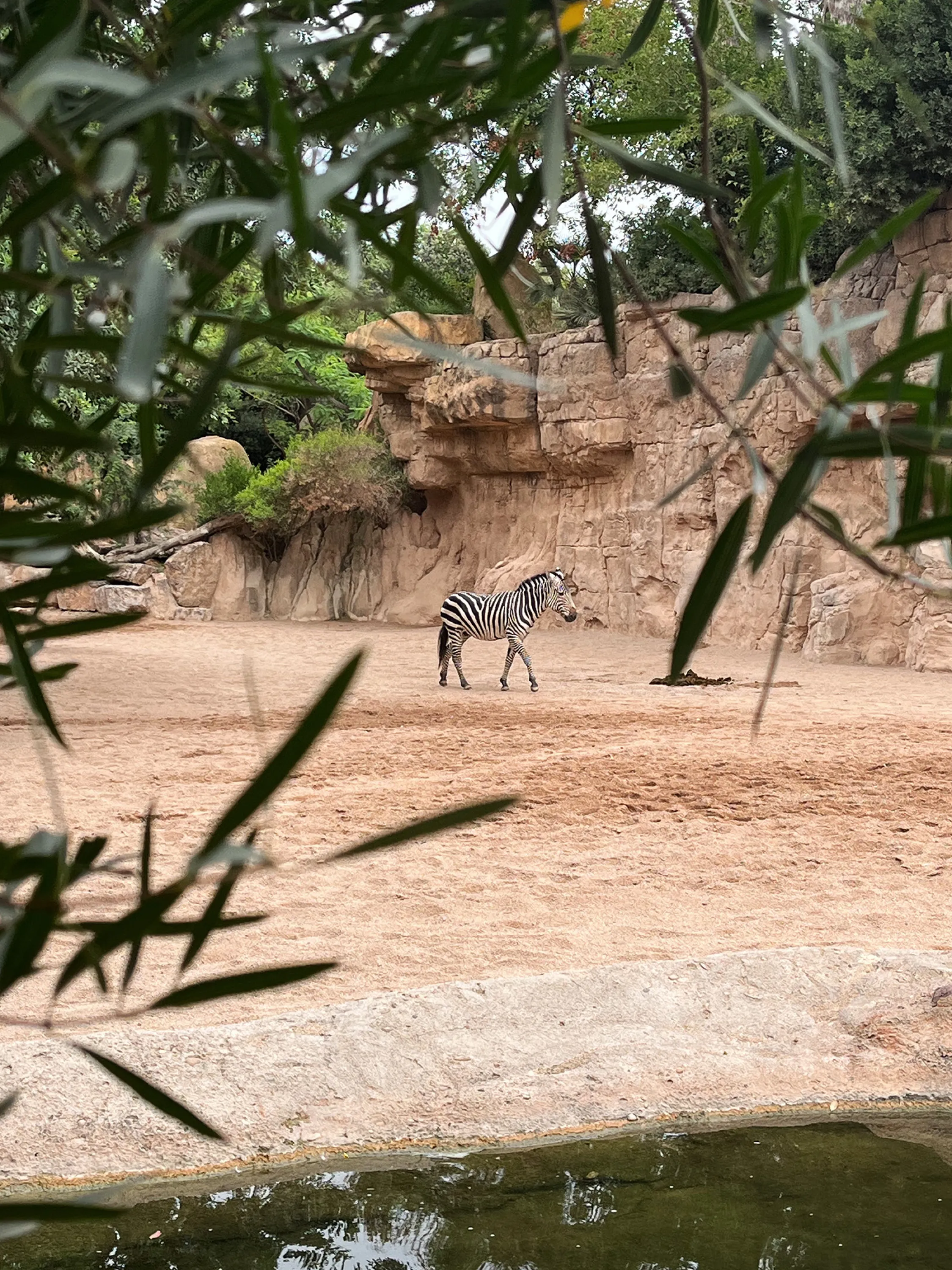 A zebra walking in a savannah-like area.