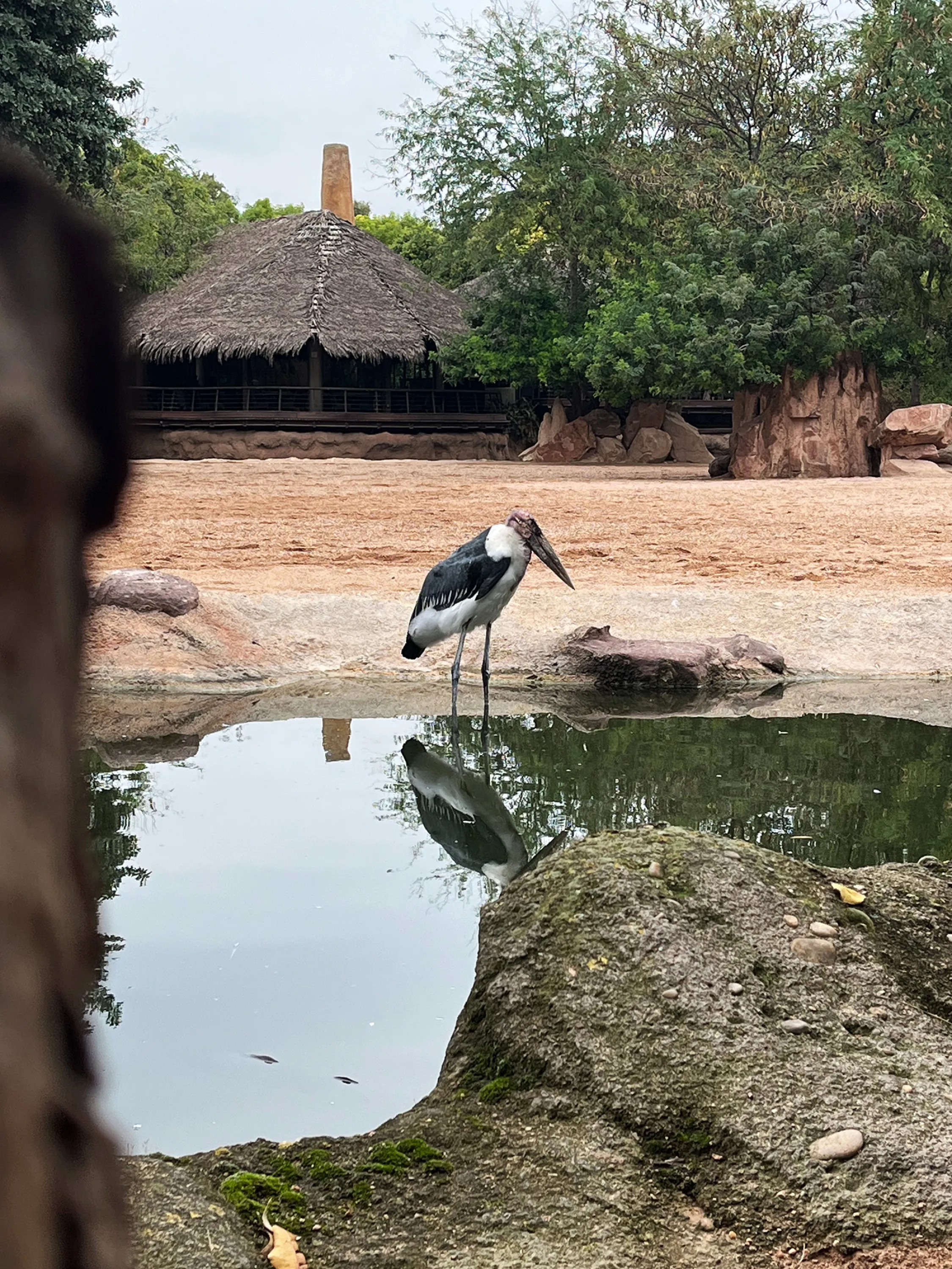 A bird in a savannah-like area with a pond.