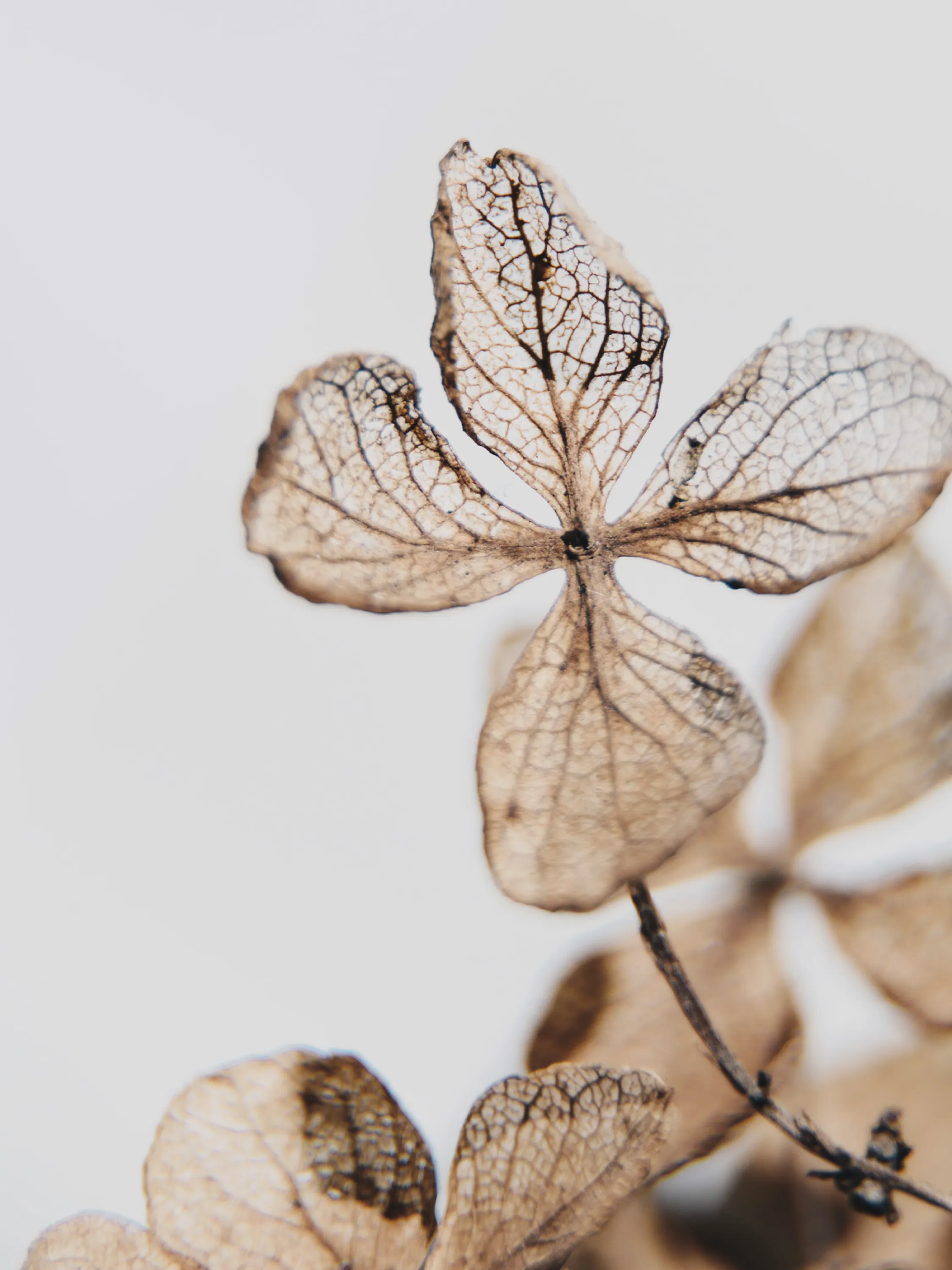 Flowers with clearly visible veining.