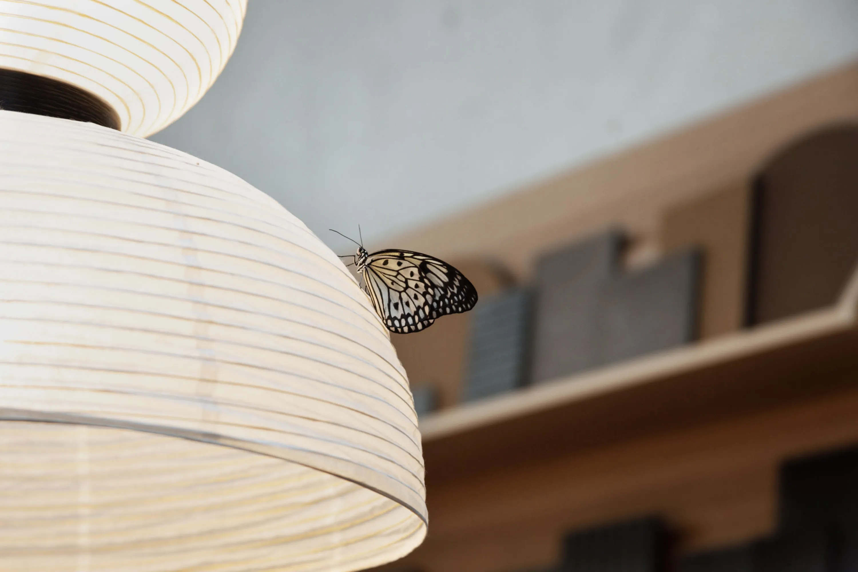 Close-up: a butterfly resting on a paper lantern.